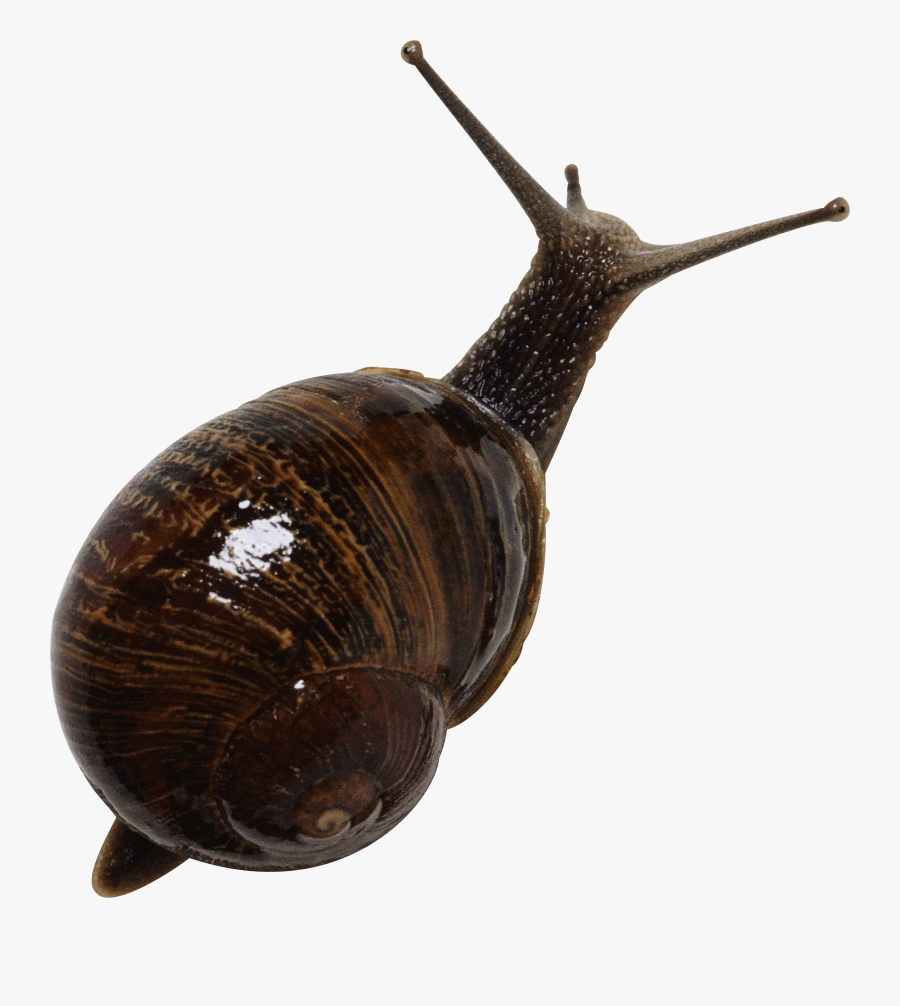 Snail Png - Whorl Snail Transparent Background, Transparent Clipart