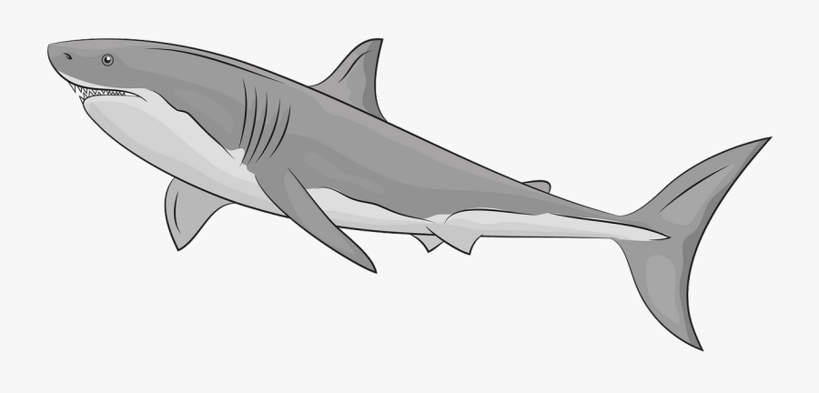 Shark Clipart, Transparent Clipart
