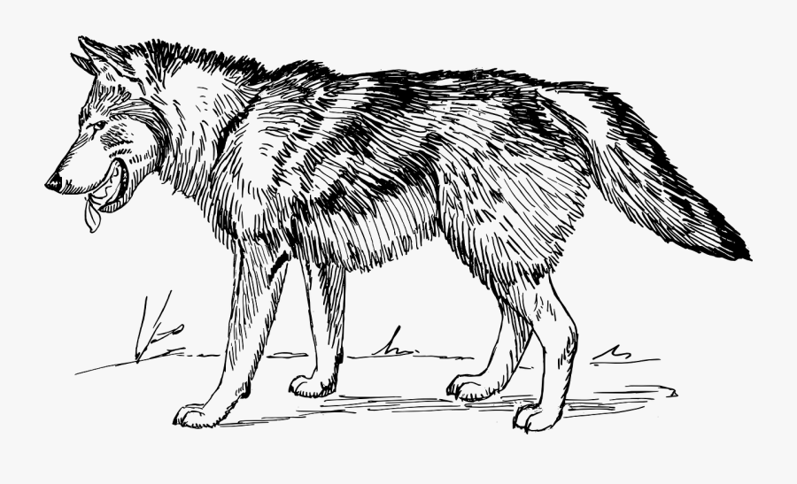 Wolf Line Drawing - Wolf Black And White, Transparent Clipart