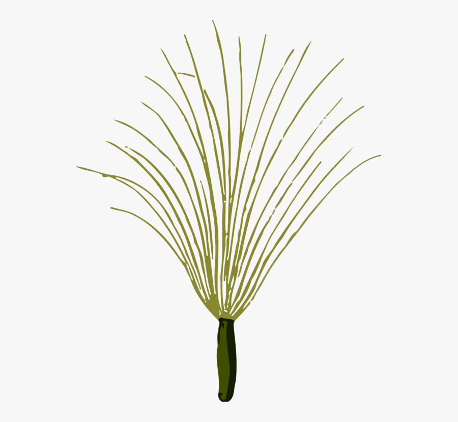 Botany,plant,flower - Grass, Transparent Clipart