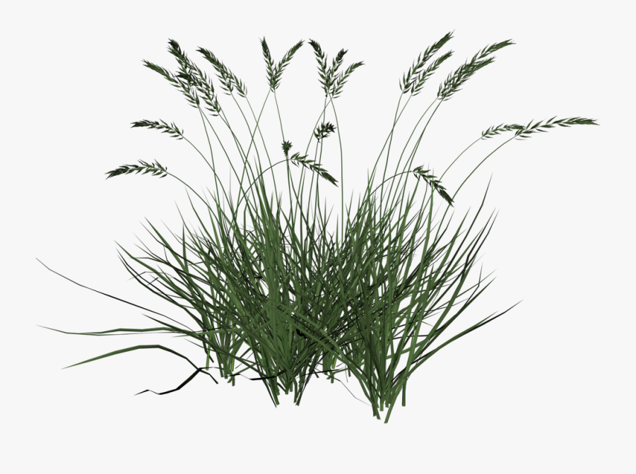 Transparent Cattail Clipart - Transparent Background Tall Grass Png, Transparent Clipart