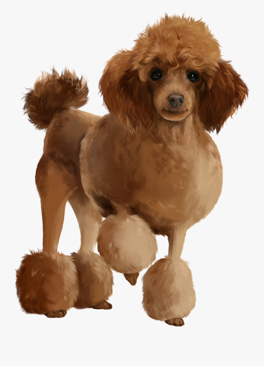 Poodle Christmas Vector, Transparent Clipart
