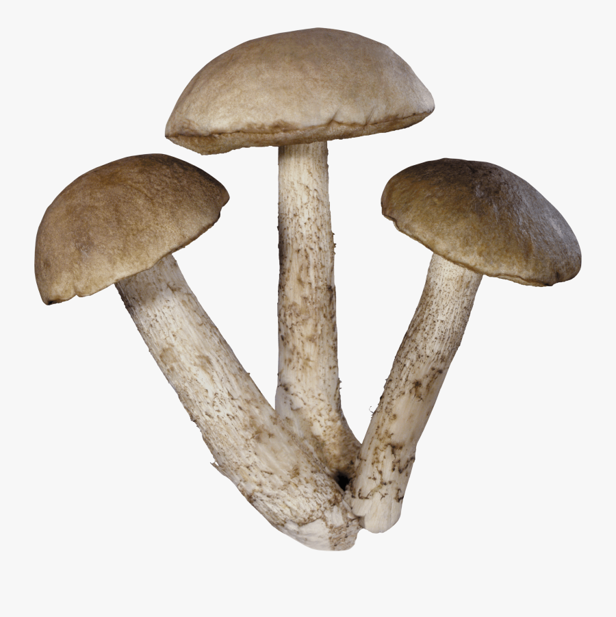 Three Mushrooms - Mushroom Png, Transparent Clipart