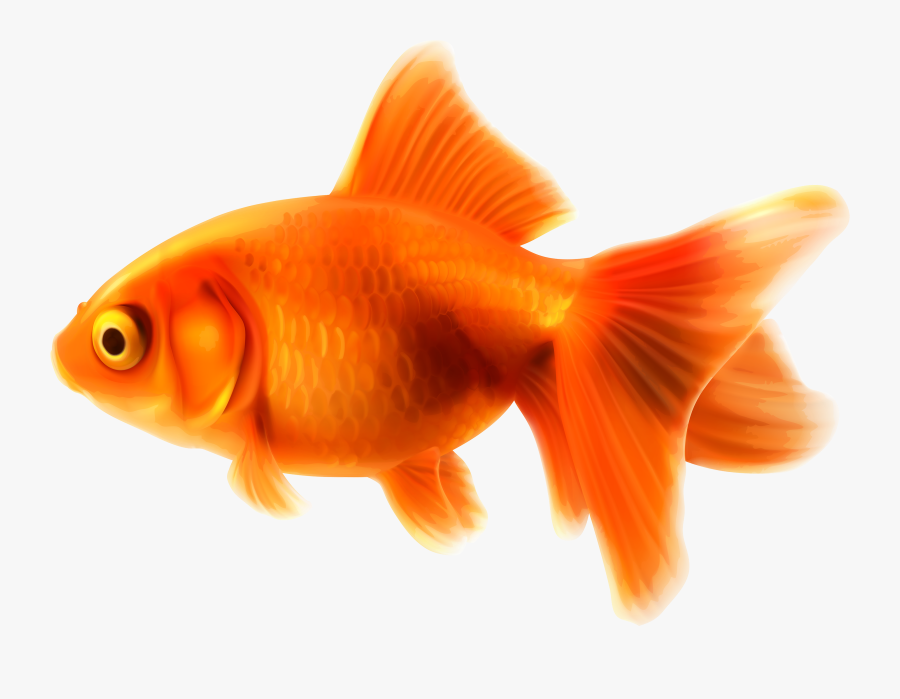 Best Goldfish Clipart - Transparent Background Goldfish Clipart, Transparent Clipart