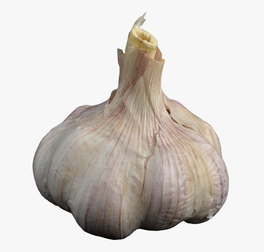 Garlic Clipart - กระเทียม Png, Transparent Clipart
