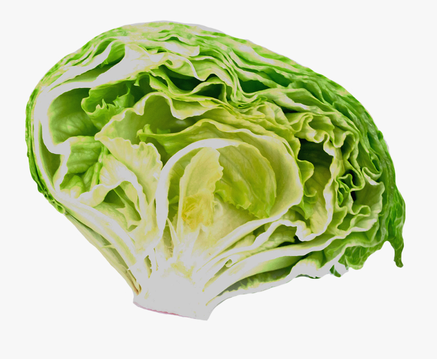 Fresh Salad Clipart - Iceburg Lettuce, Transparent Clipart