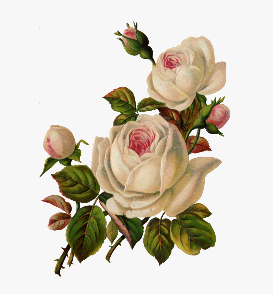 Vintage White Rose Flower, Transparent Clipart