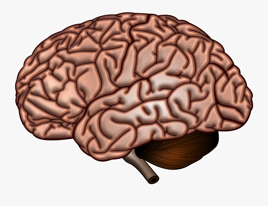 Brain Surface, Transparent Clipart