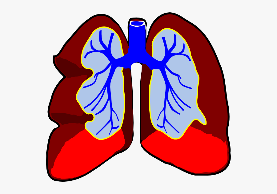 Healthy Lungs Svg Clip Arts - Lungs Clip Art, Transparent Clipart