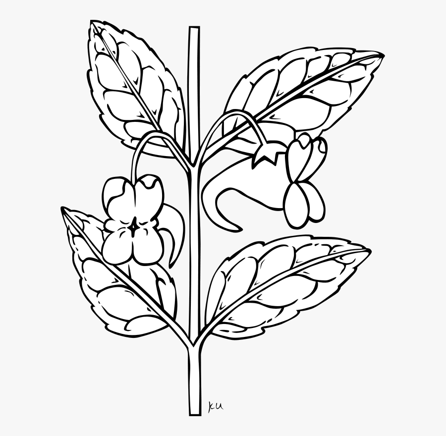 Flower Clipart Black And - Free Plant Clipart Black And White, Transparent Clipart