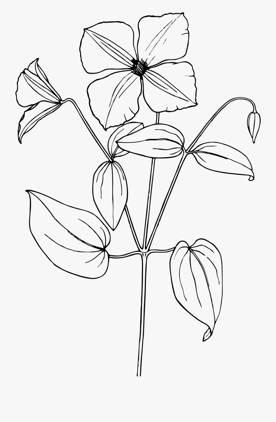 Sampaguita Flower Drawing Easy, Transparent Clipart