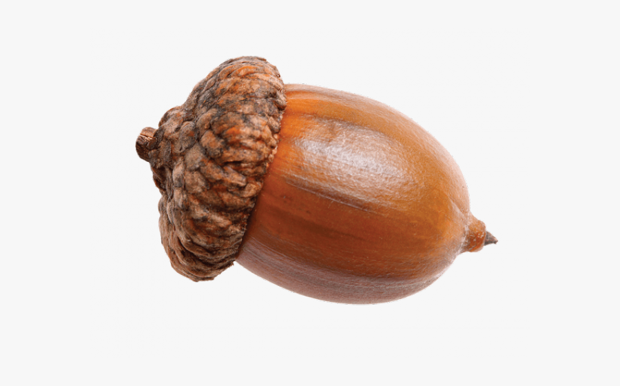 Transparent No Clipart Transparent - Acorn Png, Transparent Clipart