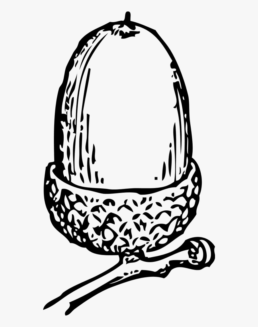 Acorn Line Art - Acorn Clip Art, Transparent Clipart