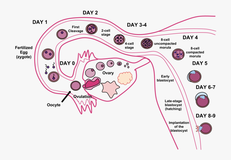 Fertilization Symptoms, Transparent Clipart