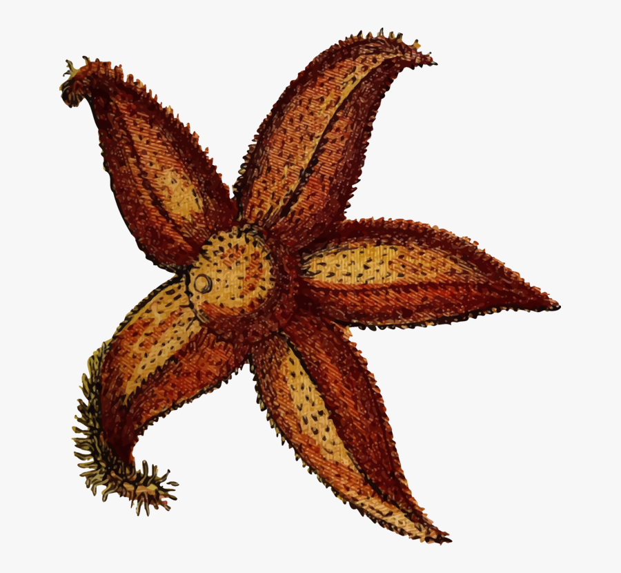Marine - Søstjerne Png, Transparent Clipart