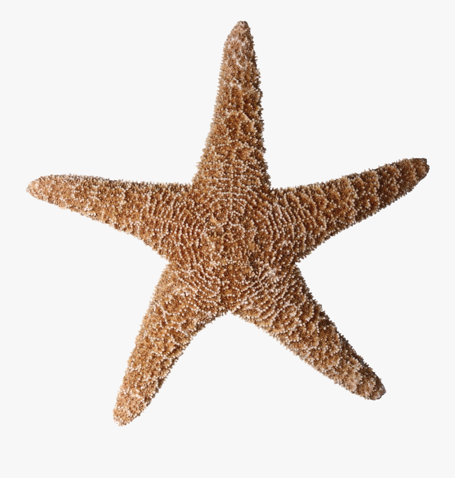 Transparent White Starfish Clipart - Portable Network Graphics, Transparent Clipart