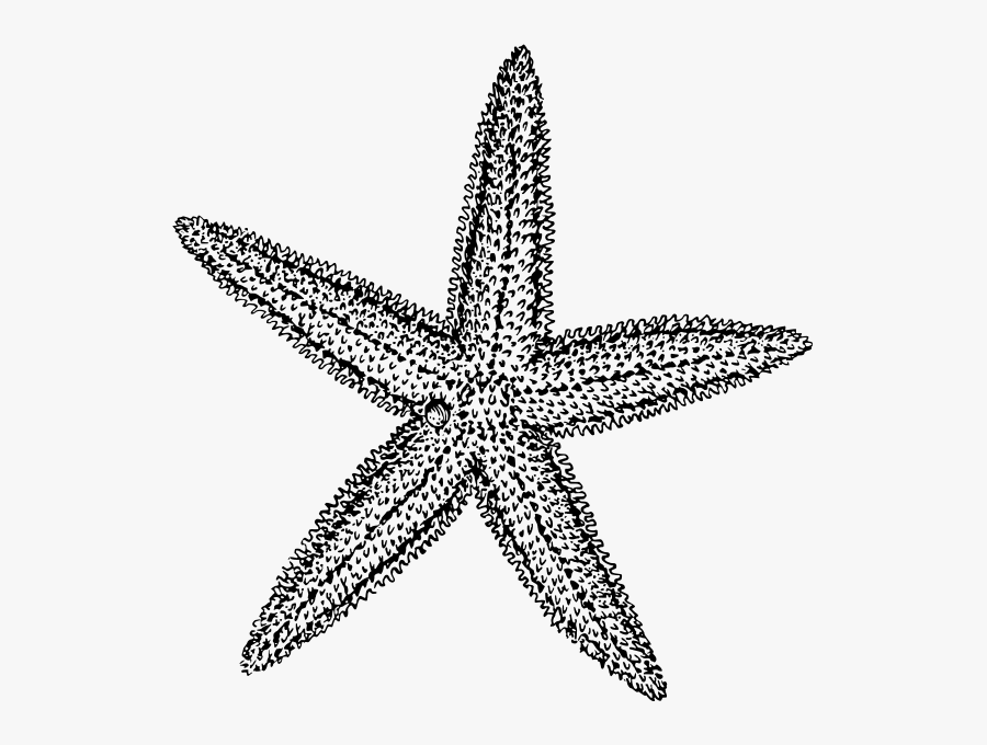 Starfish Drawing Clip Art - Free Starfish Clipart, Transparent Clipart