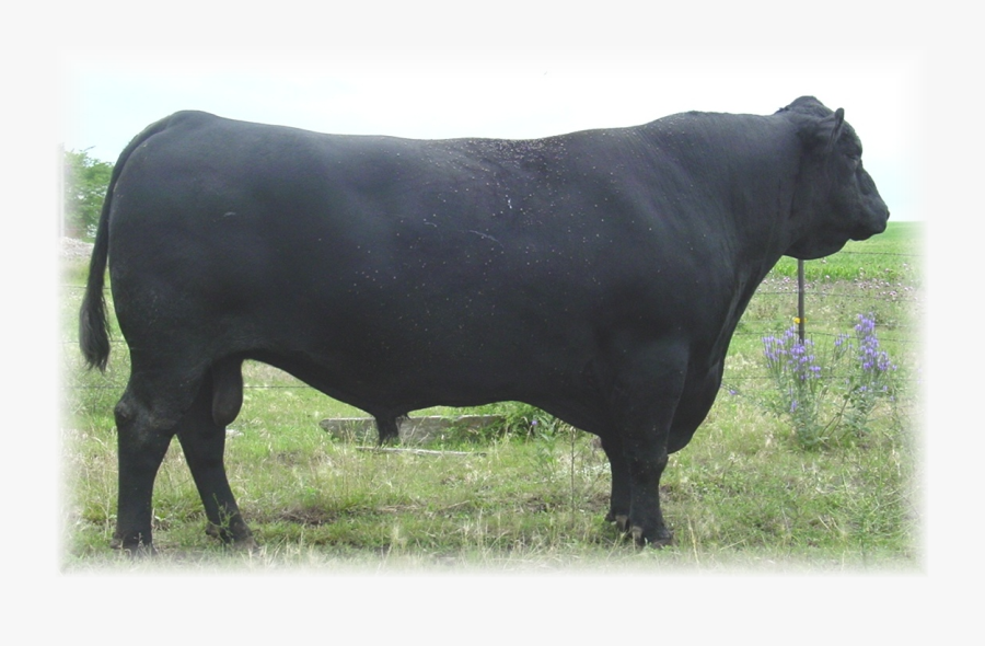 Angus Inek, Transparent Clipart