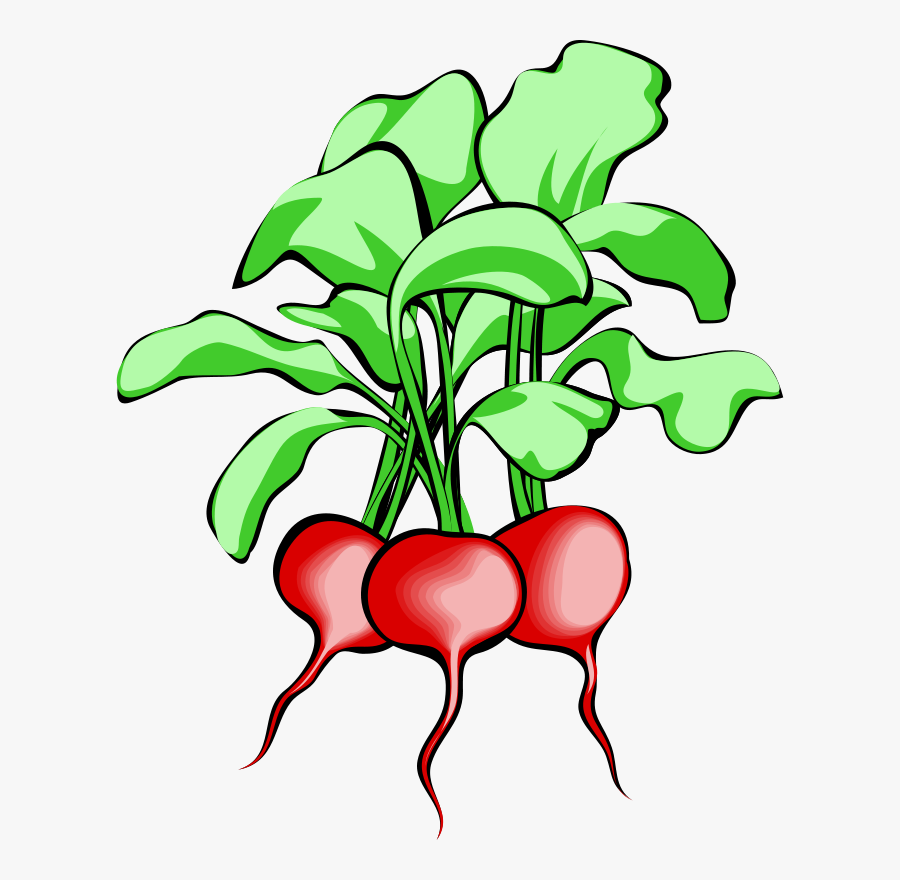 Architetto Ravanello - Radish Clipart, Transparent Clipart