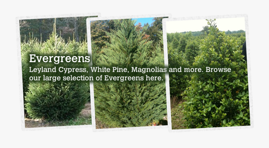 Mexican Pinyon, Transparent Clipart