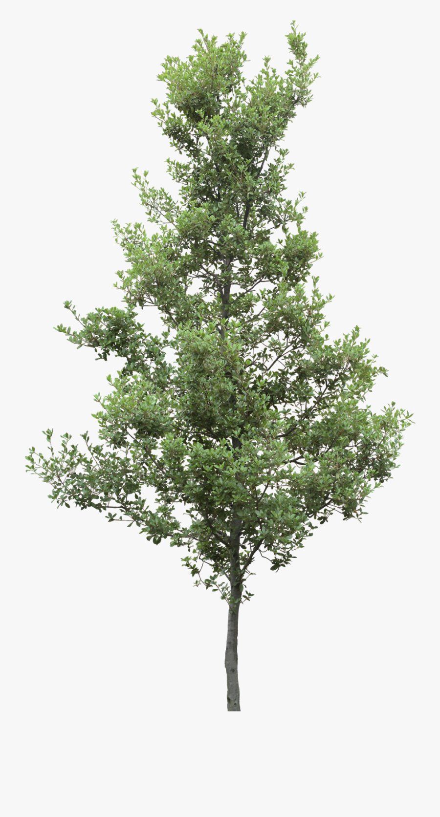 Pine Trees Png - Lumion Pine Tree, Transparent Clipart