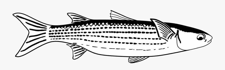 Mullet Fish Clipart Image Black And White 28 Collection - Mullet Fish Clip Art, Transparent Clipart