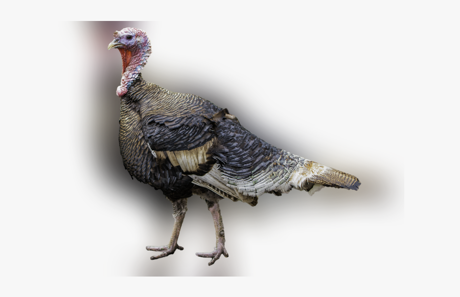 Color Palette Ideas From Domesticated Turkey Wild Galliformes - Turkey With Clear Background, Transparent Clipart