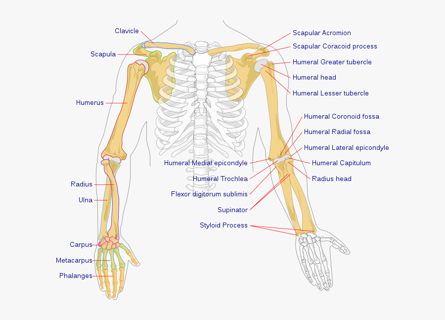 Arm Bone Diagram, Transparent Clipart