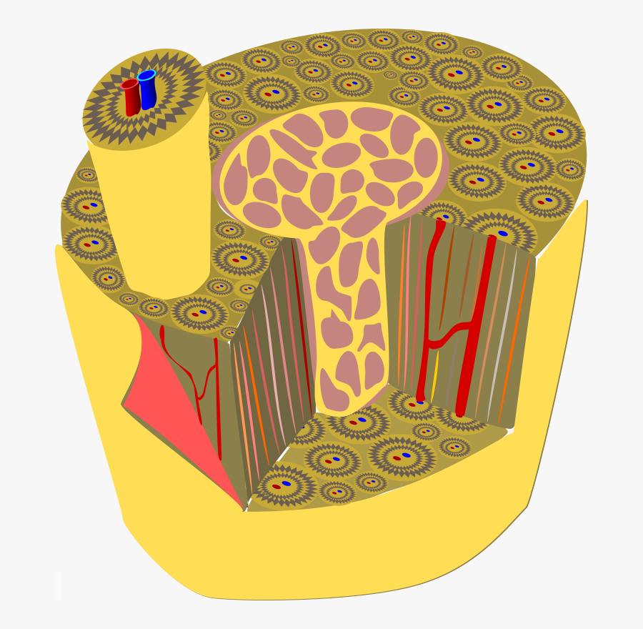 Bone - Tecido Osseo Png, Transparent Clipart