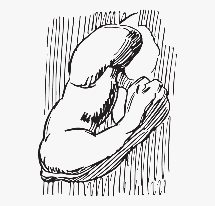 Line Art, Transparent Clipart