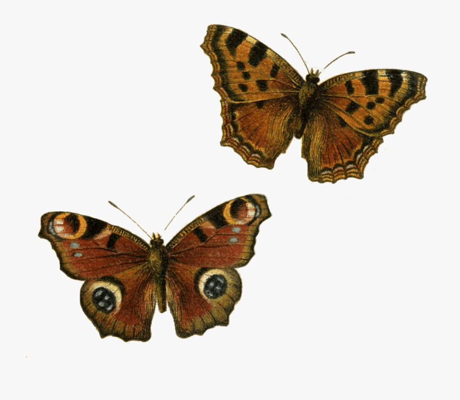 Butterfly Clipart Transparent Background - Brown Butterfly Transparent, Transparent Clipart