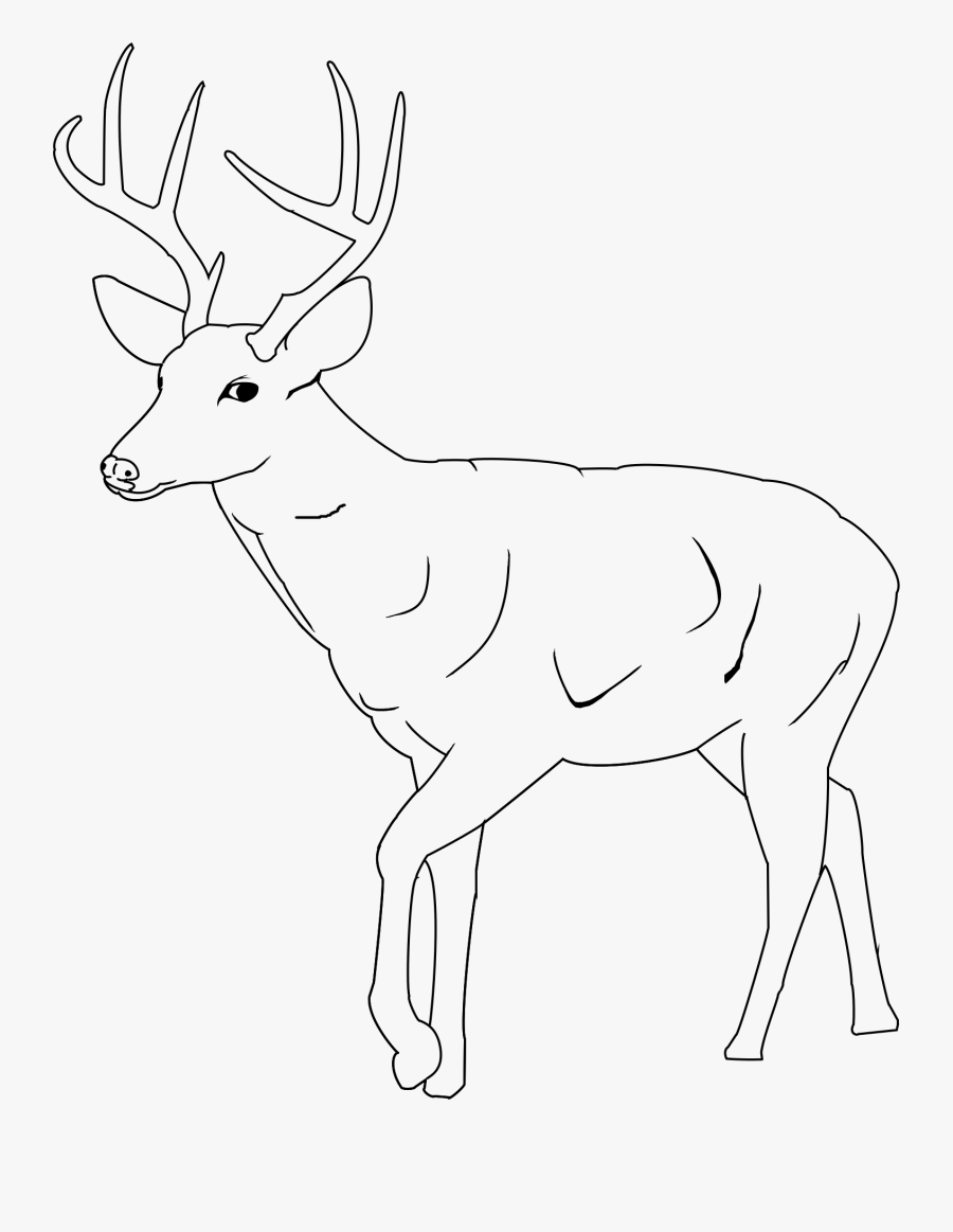 White Tail Deer Outline, Transparent Clipart