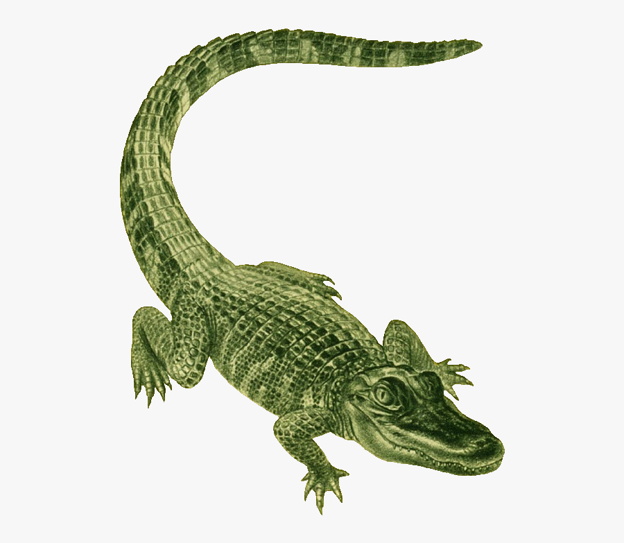 Transparent Cute Alligator Clipart Black And White - Green Alligator, Transparent Clipart