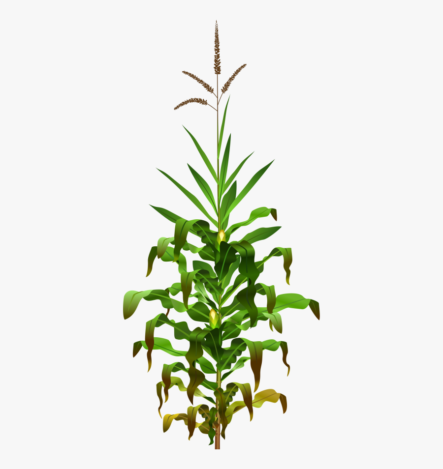 Corn Plant Transparent, Transparent Clipart