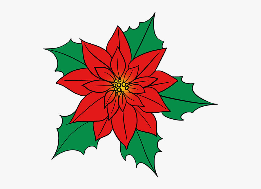 Poinsettia Drawing, Transparent Clipart