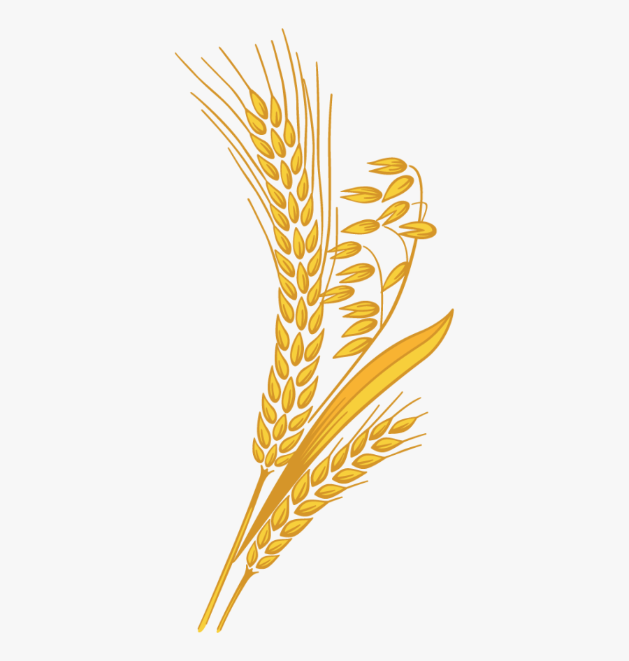 Transparent Background Wheat Clipart, Transparent Clipart