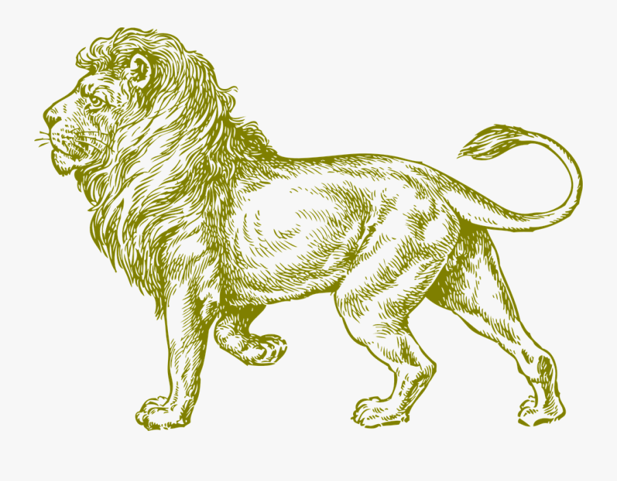 Realistic Lion Coloring Pages For Adults, Transparent Clipart