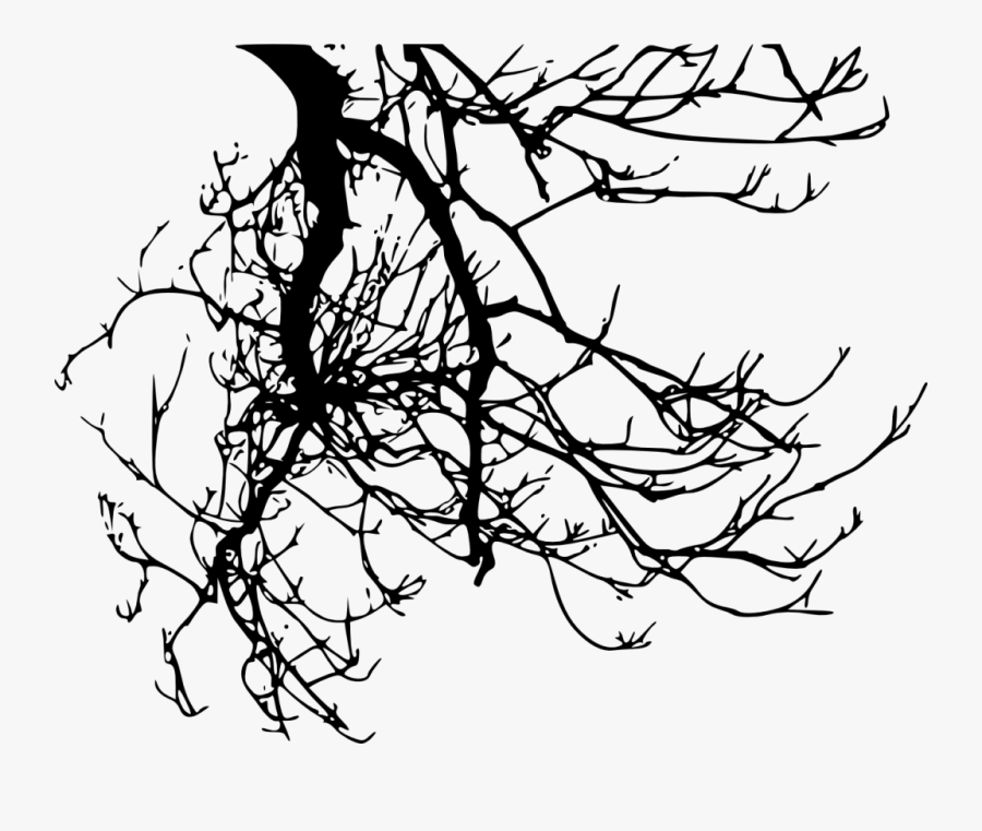 Twig Branch Tree - Tree Branches Transparent Background, Transparent Clipart