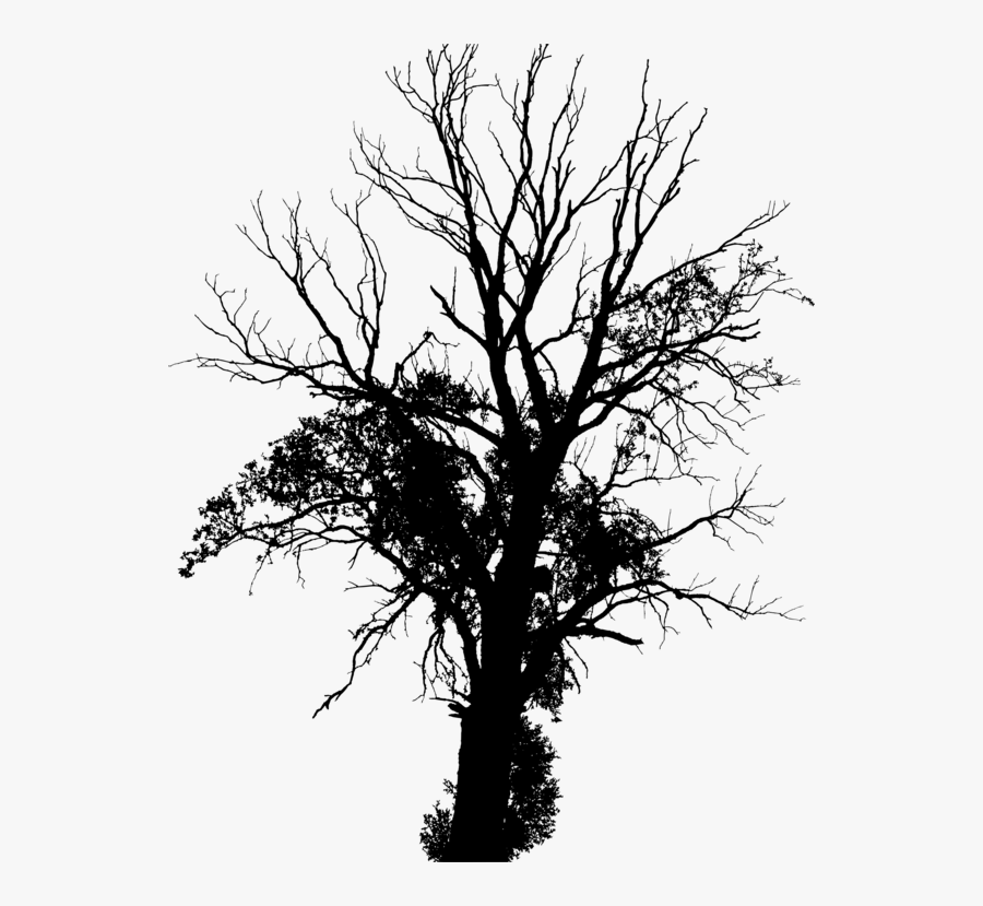 American Larch,pine Family,plant - Creepy Tree Silhouette Transparent, Transparent Clipart