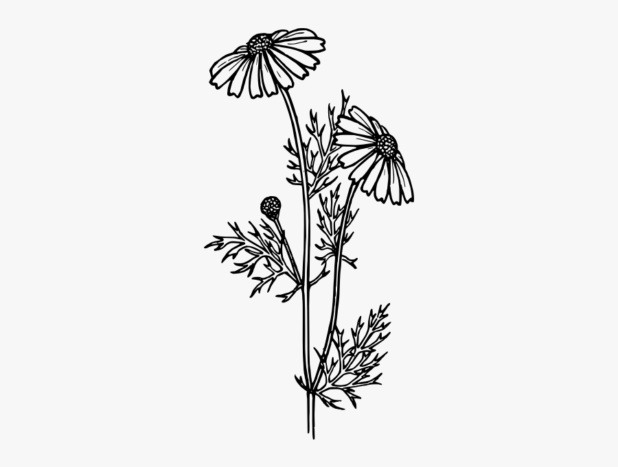 Feverfew Drawing Vector Clip Art - Drawing Feverfew, Transparent Clipart