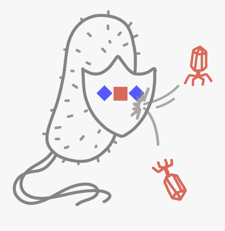 Transparent Immune System Clipart - Crispr And Bacteria, Transparent Clipart