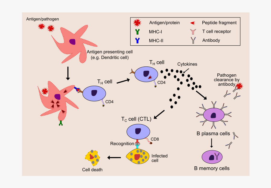 Immune System - Illustration, Transparent Clipart
