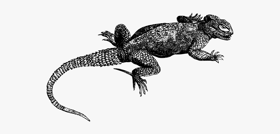 Lizard In Black And White - Salamandra Algira Dibujo Lapiz, Transparent Clipart