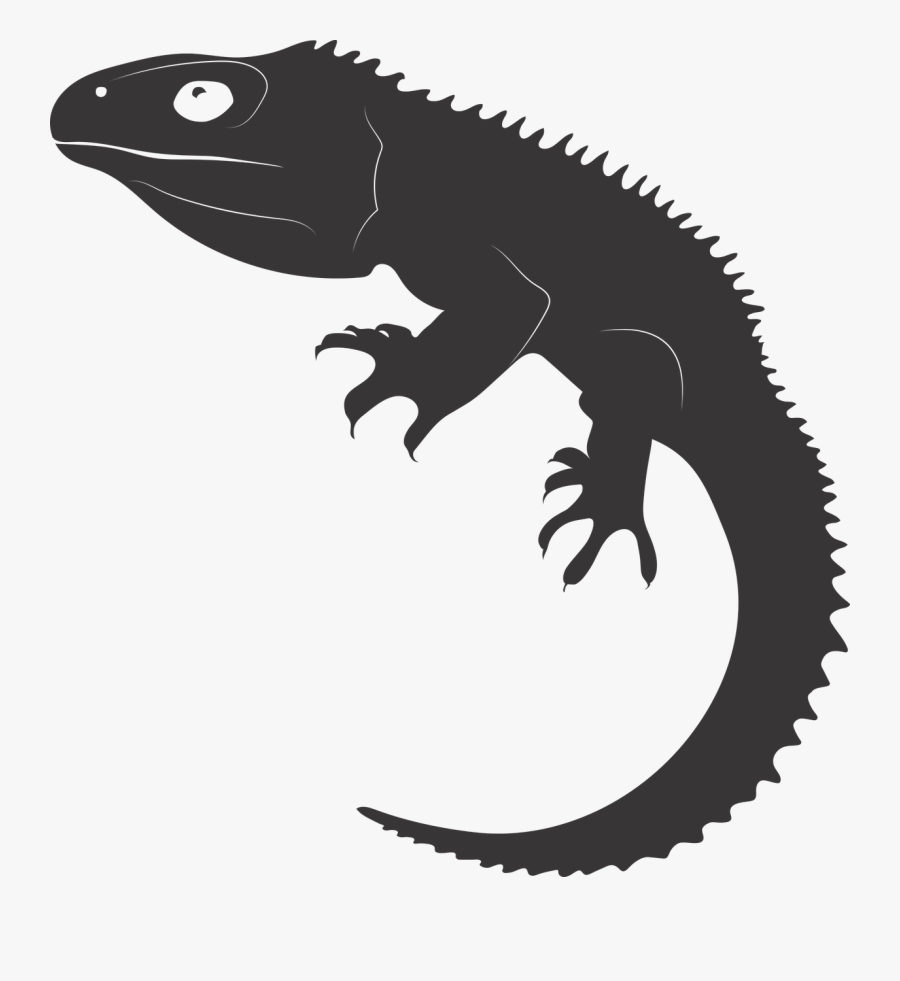 Tuatara,reptile,ancient Reptile,living Fossil,new Zealand,free - Tuatara Vector, Transparent Clipart