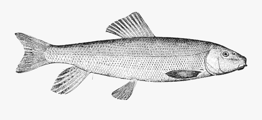 Trout, Transparent Clipart
