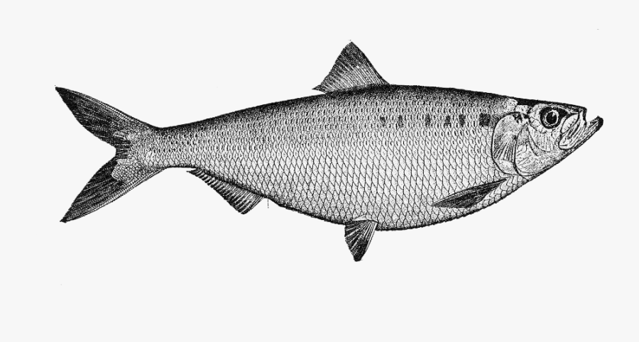 Coregonus Lavaretus, Transparent Clipart