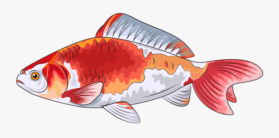 Goldfish, Transparent Clipart
