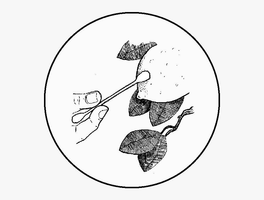 Wild Yeast Swab - Brewing, Transparent Clipart