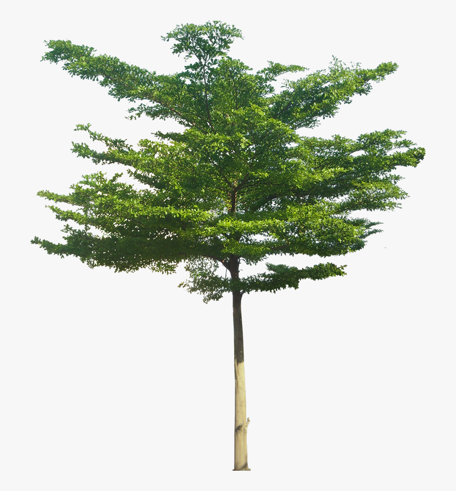 High Resolution Trees Png, Transparent Clipart