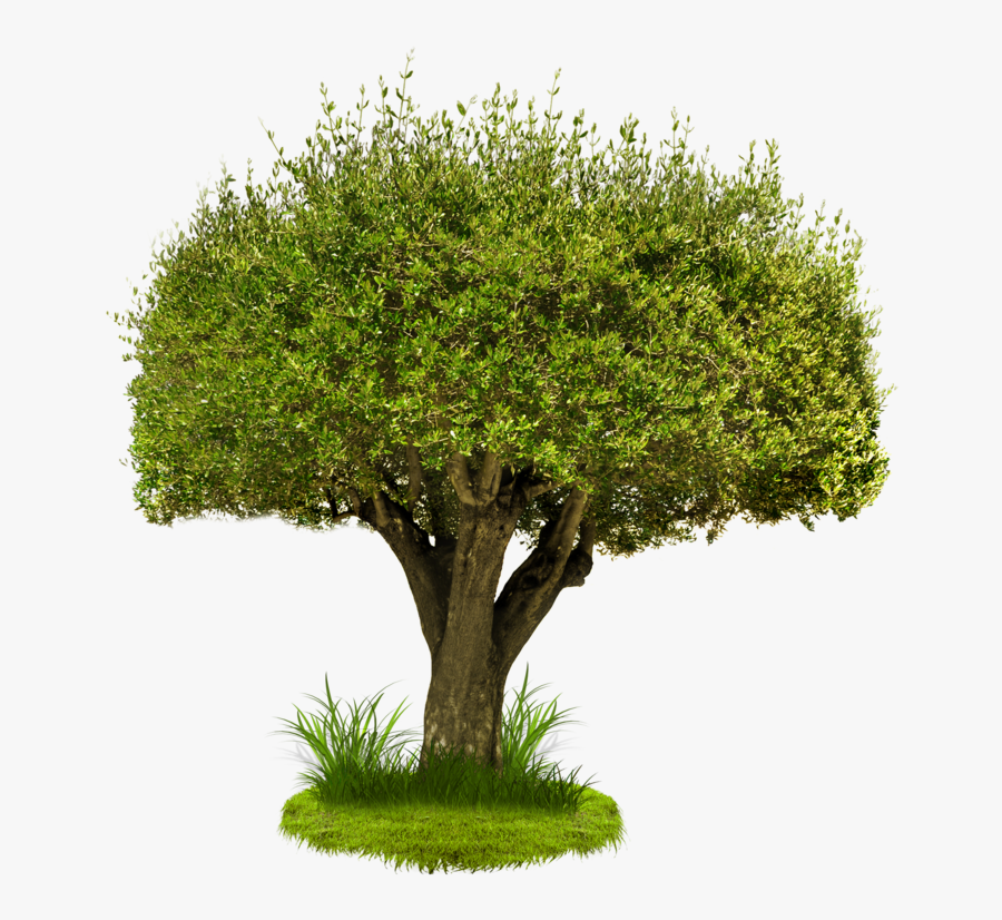 Pine Tree Png Transparent - Château De Saumur, Transparent Clipart